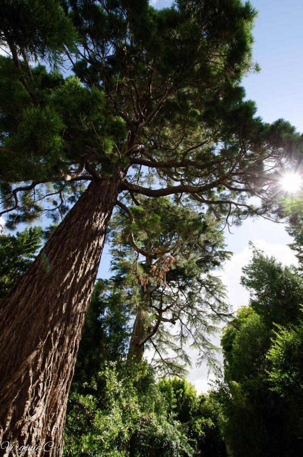 Gite Sequoia Centre Historique Bayeux Eksteriør bilde